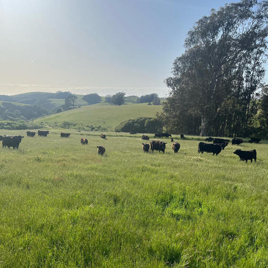 Sonoma County Farm Trails Ranch Hike