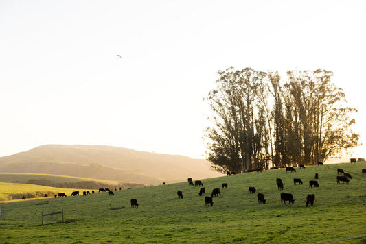 Why Summer Is the Best Time to Buy Local Beef in Marin County