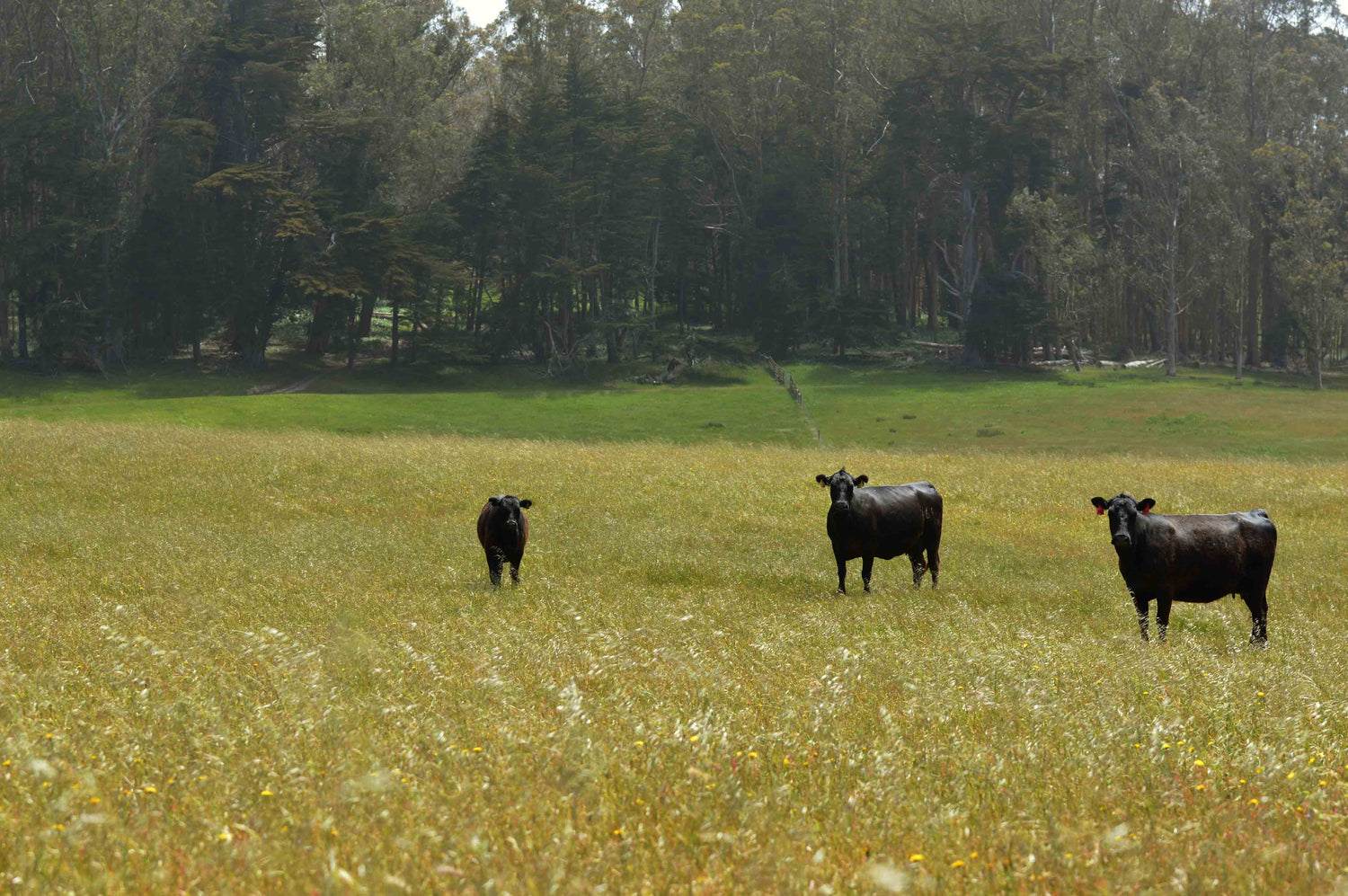 marin county beef ranch with direct to consumer cow shares available 