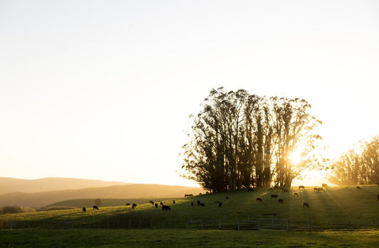 West Marin Favorites - Beef & Lamb Combo Pack